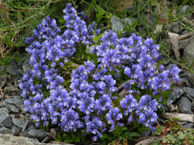 Polygala calcarea 'Lillet'